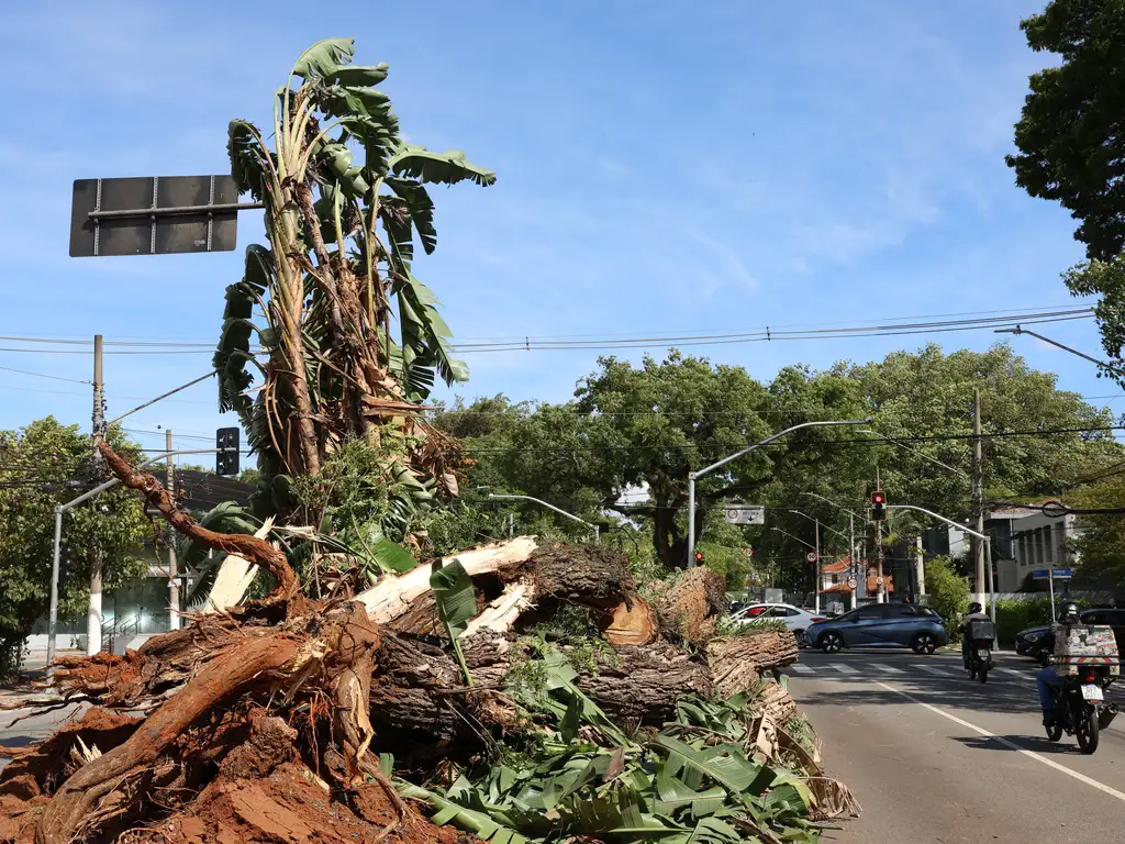 Árvore caída na Avenida Brasil após tempestade com fortes ventos na capital paulista | Rovena Rosa/Agência Brasil