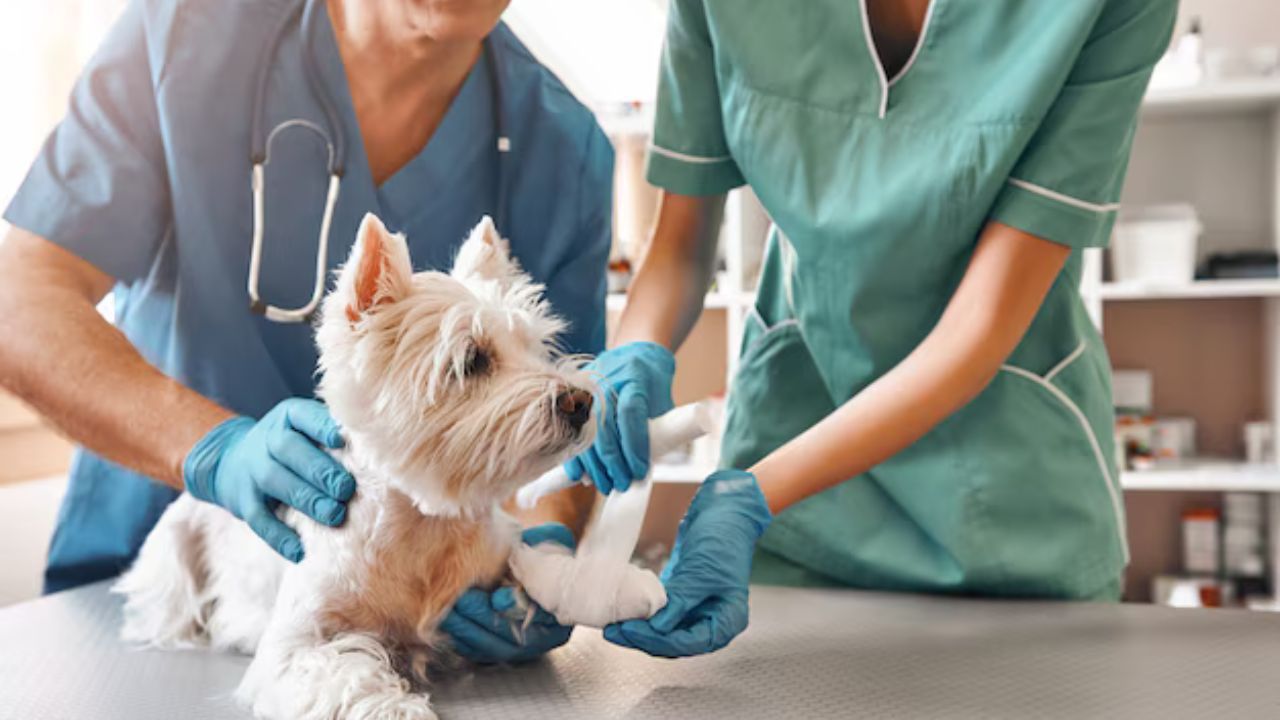 Governo criminaliza exercício ilegal da medicina veterinária Governo criminaliza exercício ilegal da medicina veterinária