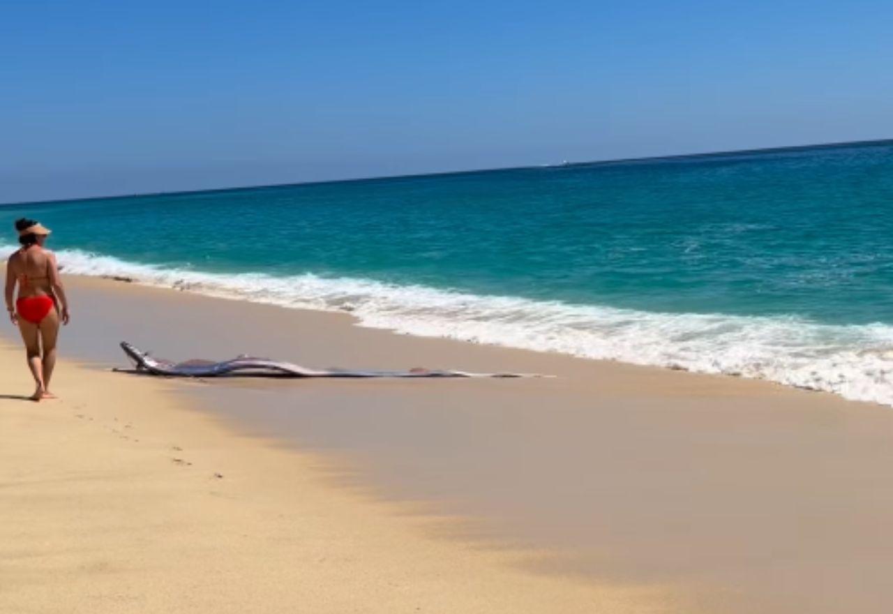 Peixe-remo foi encontrado em praia do México | Reprodução/Redes sociais