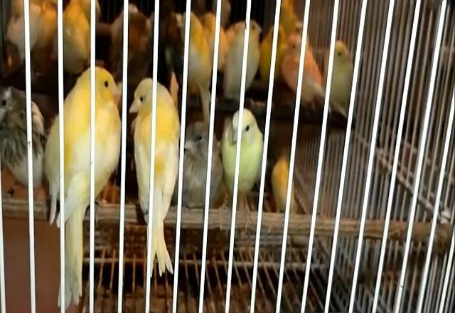 Aves de plumagem amarela ficam um ao lado do outro dentro de gaiola (11/12/20)