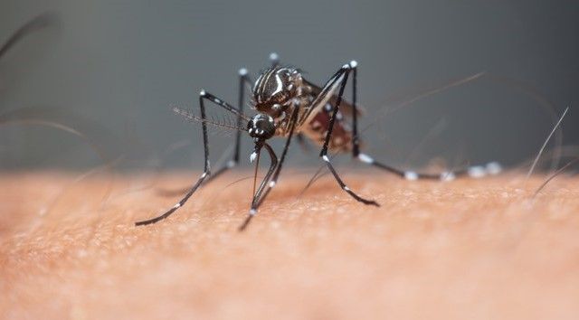 Casos de dengue diminuem no país | Reprodução