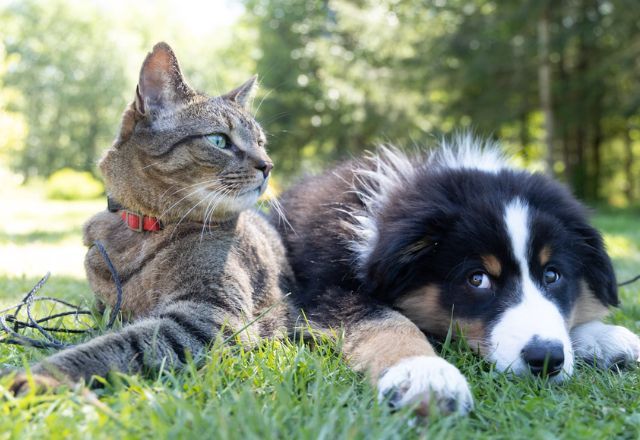 50% das residências brasileiras possuem cães ou gatos | Unsplash