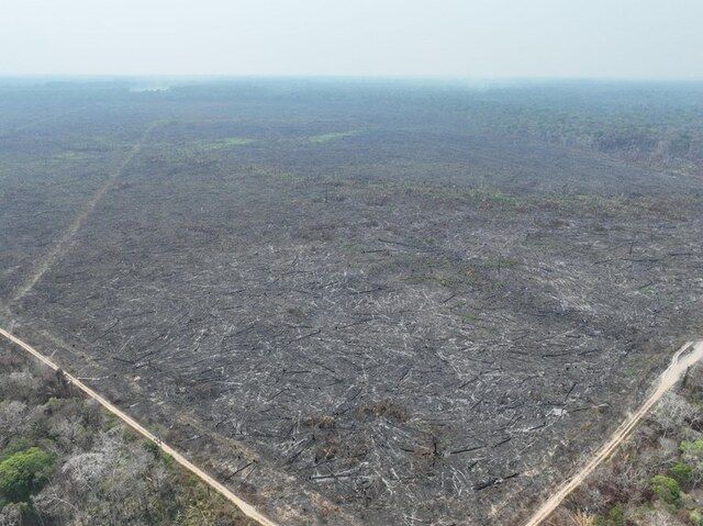 Área da União desmatada no Amazonas | Divulgação PF