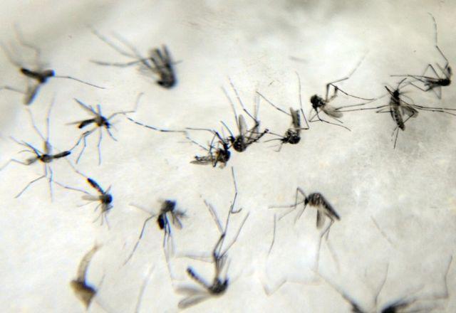 Niterói praticamente zera casos de dengue com projeto de mosquito modificado