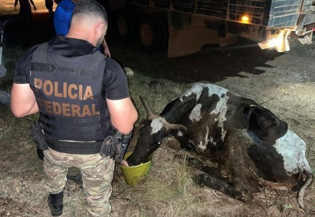 Operação conjunta retirou rebanho da Terra Indígena Apyterewa, no Pará | Divulgação/PF