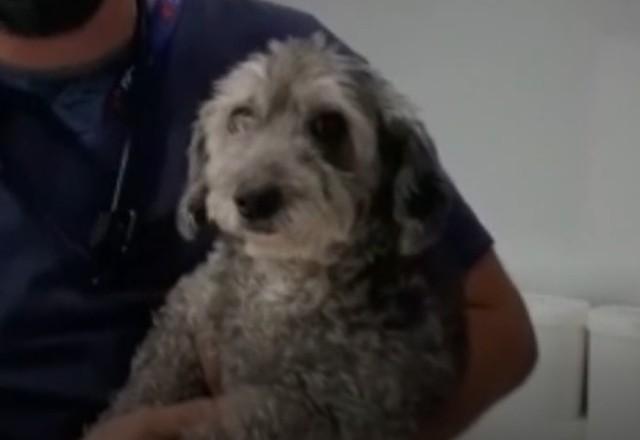 Adelaide, cadela poodle de cor cinza que foi resgatada na Rodovia Presidente Dutra