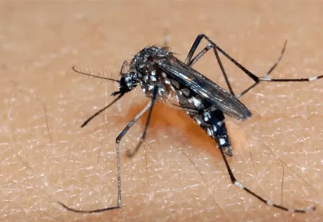 Aedes aegypti transmite a chikungunya em meios urbanos | Raul Santana/Fiocruz