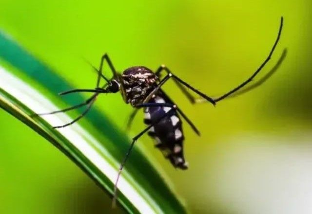Aedes aegypti transmite o zika vírus | Pixabay