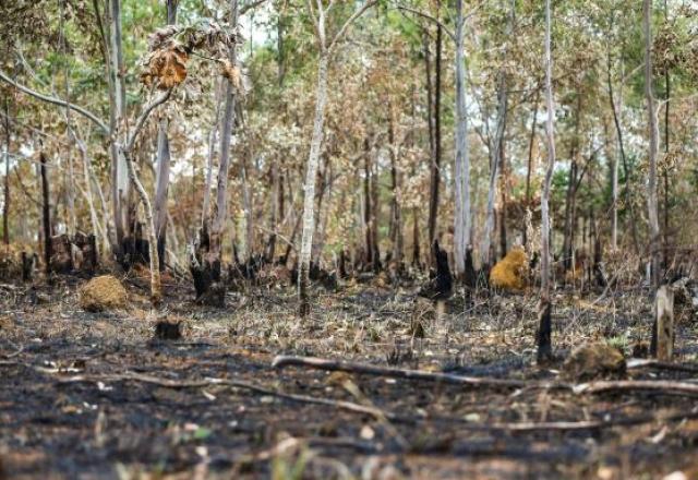 Desmatamento na Amazônia | Marcelo Camargo/Agência Brasil