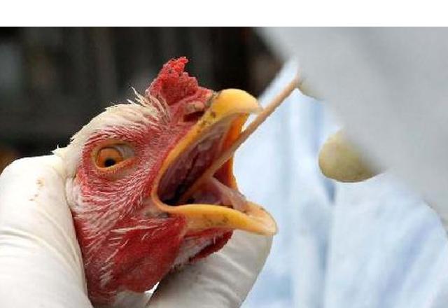Gripe aviária H5N8 é detectada em humanos na Russia/Agência Brasil