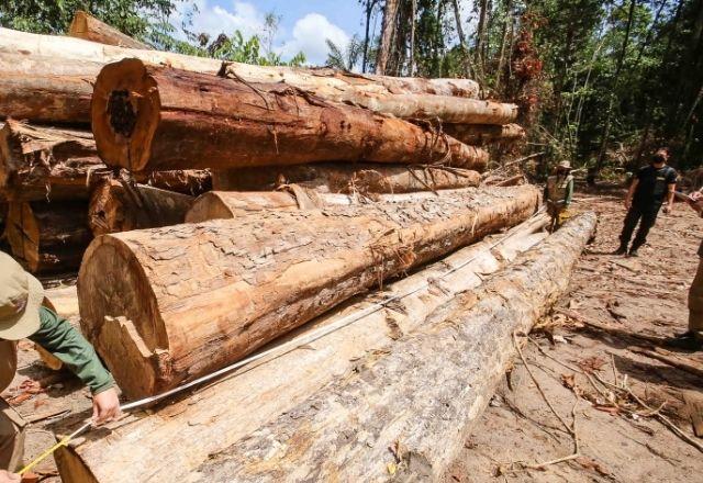 Ao menos 11% dessa exploração ocorreu em áreas protegidas | Alex Ribeiro/Agência Pará