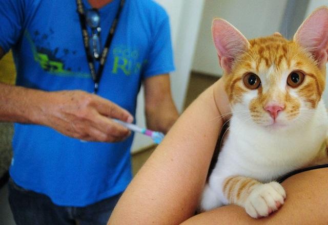 Profissional aplica vacina em gato (Breno Esaki/Agência Saúde-DF)