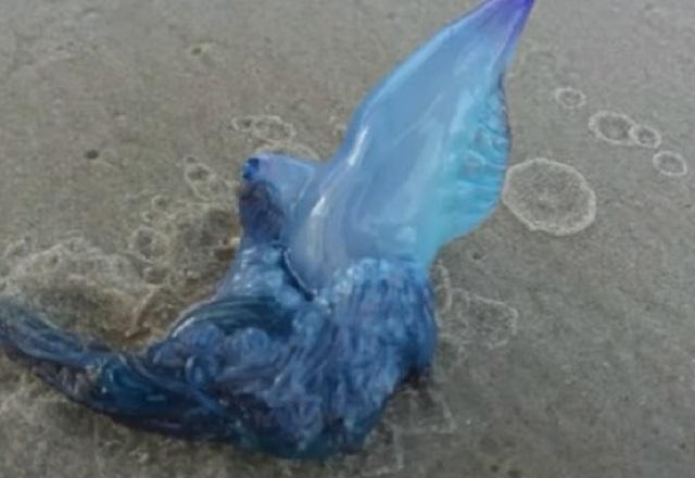 Água-viva de coloração azul presa em areia