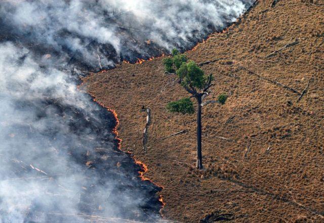 Além da expansão da agropecuária, o alto número de desmatamento aconteceu devido às falhas na fiscalização | Greenpeace