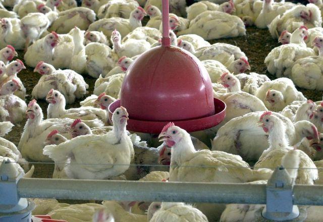 Além do foco de gripe aviária registrado em aves domésticas, o Brasil já conta com 50 focos da doença em aves silvestres | Agência Brasil