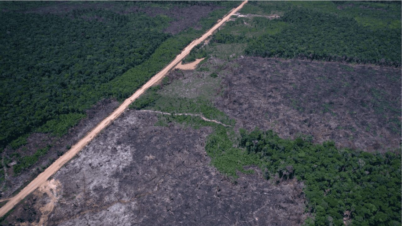 Alertas de desmatamento na Amazônia caem ao menor patamar Alertas de desmatamento na Amazônia caem ao menor patamar
