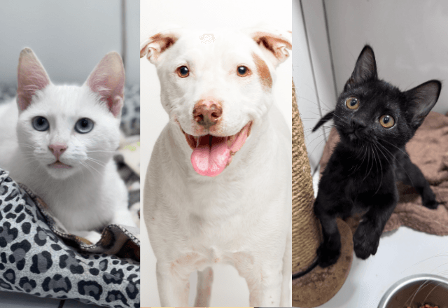 Foto: Divulgação | Art for Pets