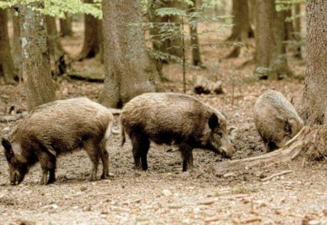 Animais são atraídos muitas vezes pelo cheiro dos lixos deixados nas calçadas | Divulgação