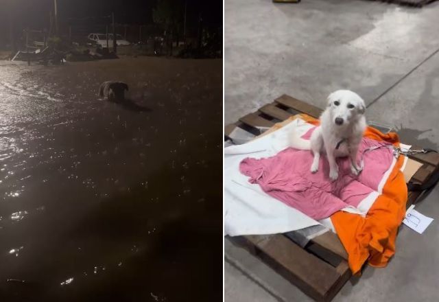 Animais são resgatados de enchentes na cidade de Santa Cruz do Sul, no RS | Reprodução