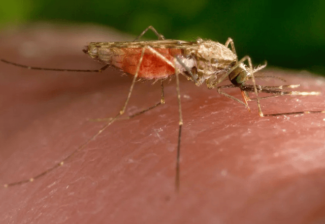 Anopheles é o vetor de transmissão da doença para humanos | CDC/ James Gathany