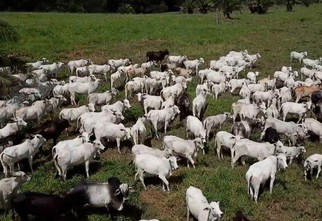 Aplicativo facilita compra e venda de animais