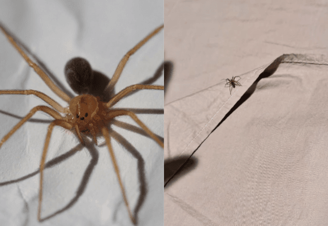 Aranha-marrom é encontrada em cama de quarto alugado em Curitiba | Reprodução/Wiki/Instagram