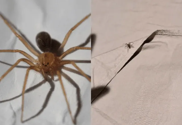 Mulher é internada após ser picada por aranha-marrom em SC | Reprodução/Wiki Philipe de Liz Pereira/Instagram