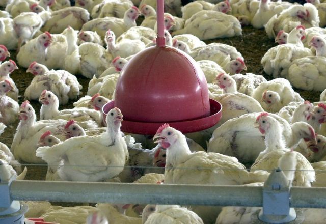 Área onde houve o registro da doença há pelo menos 800 propriedades rurais que atuam com a criação comercial e de subsistência de aves | Agência Brasil