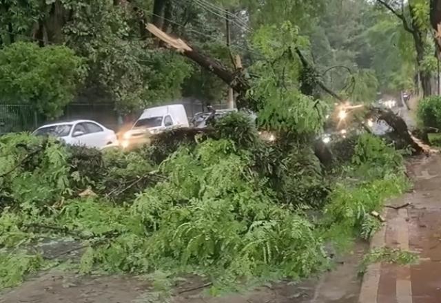 Árvores caídas após temporal