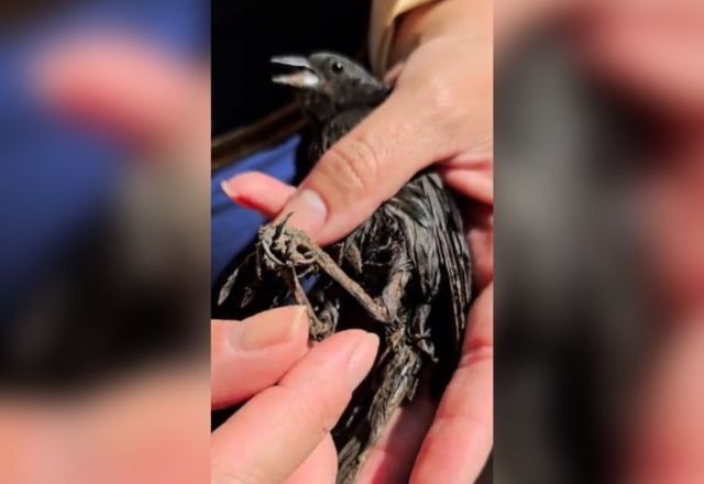 Aves que sobreviveram foram resgatadas e encaminhadas ao Hospital e Centro de Reabilitação da Fauna Silvestre do Distrito Federal (HFAUS) | Reprodução