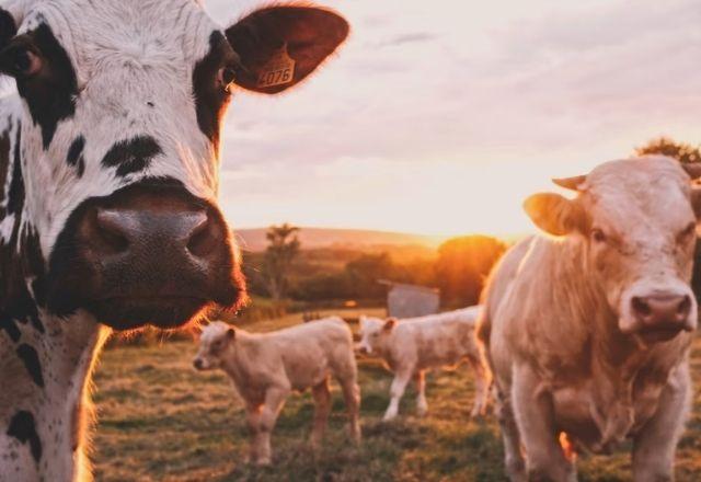Cota de carne explica 78% da queda das exportações à China