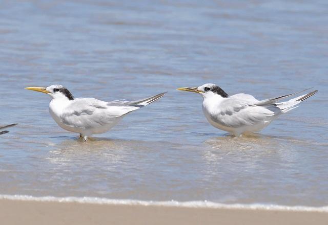Aves silvestres