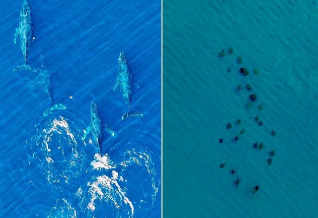 Baleias, arraias e pinguins encantam banhistas nas praias do Rio de Janeiro
