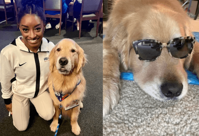 Beacon atua como cão terapeuta das ginastas dos EUA | Reprodução/Instagram