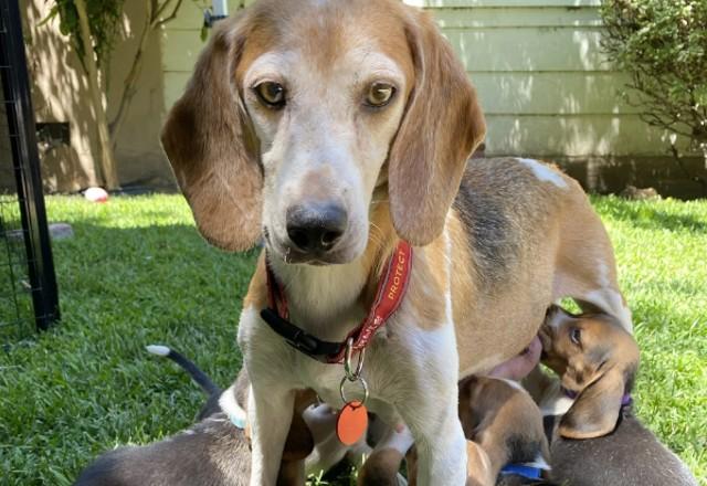 A empresa foi denunciada pela corte americana por superlotação, maus tratos e condições insalubres | Divulgação/ Beagle Freedom Project