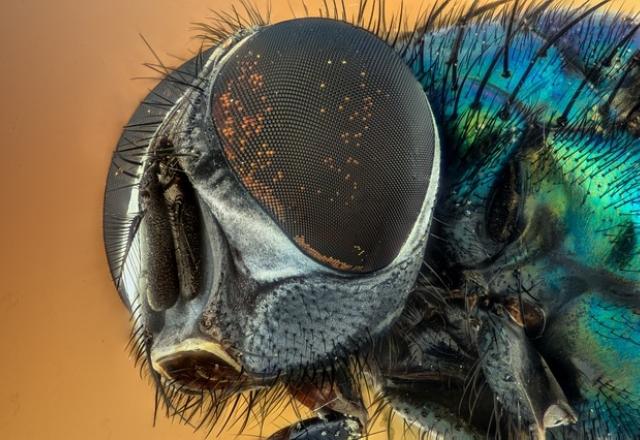 Bee