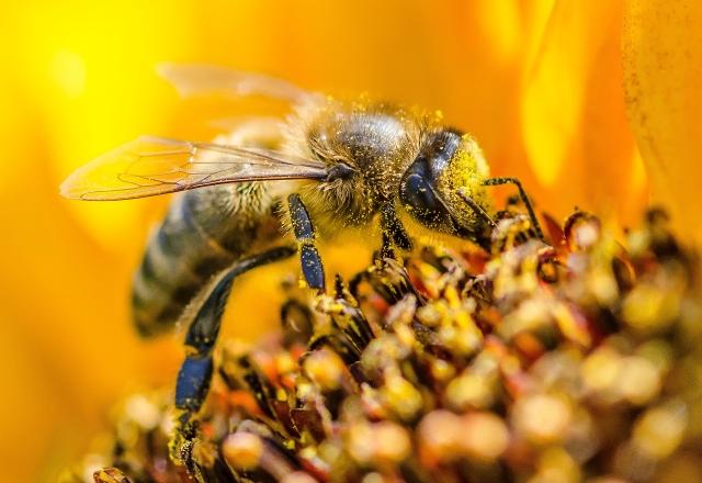 Bee