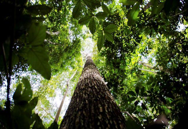 Bioeconomia Amazônica