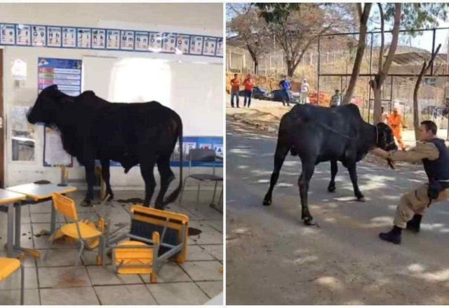 Animal quebrou carteiras e sujou o local; ele foi levado para um pasto da cidade | Reprodução/Redes Sociais