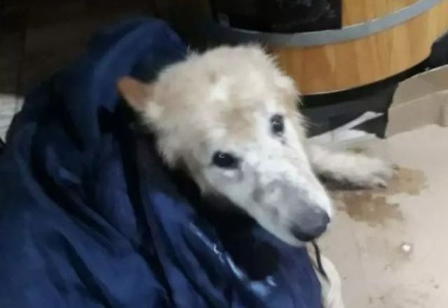 Cão da raça Border Collie é resgatado após cair em poço em construção