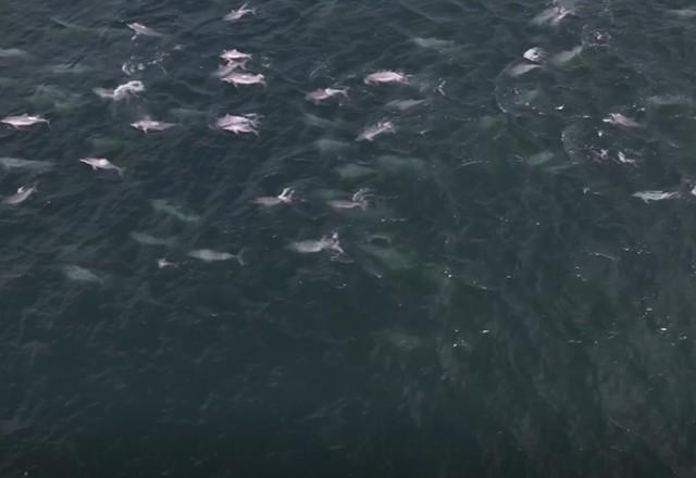 Botos nadando na Baía de Guanabara e Barra da Tijuca