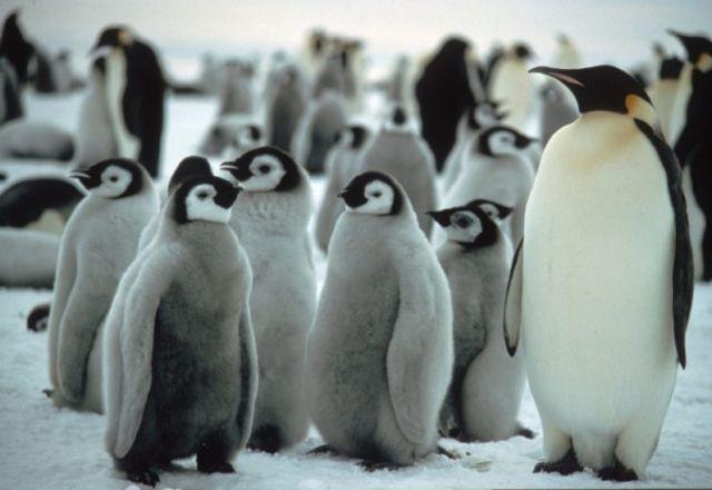 Desde 2016, a Antártida vem apresentando as menores extensões de gelo marinho no registro de satélite de 45 anos | Doug Allan/British Antarctic Survey