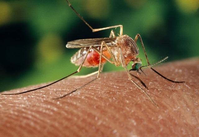Pernilongo pica ser humano (Divulgação/CRBio 08)