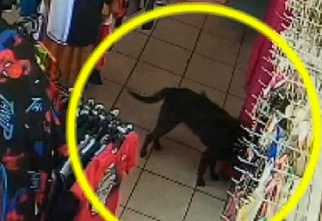 Cachorra dentro de loja, no meio de prateleiras de roupas