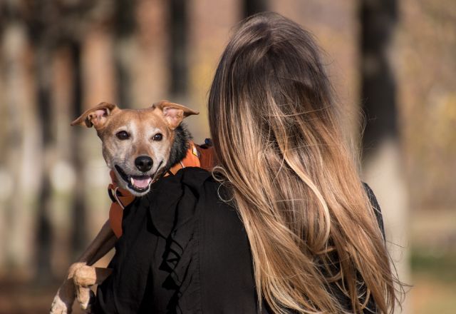Mulher com cachorro no colo. Foto:  Rebecca Scholz/Pixabay