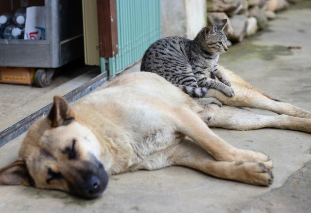 Cachorro e gato descansam em calçada. Foto: Glomad Marketing/Unsplash