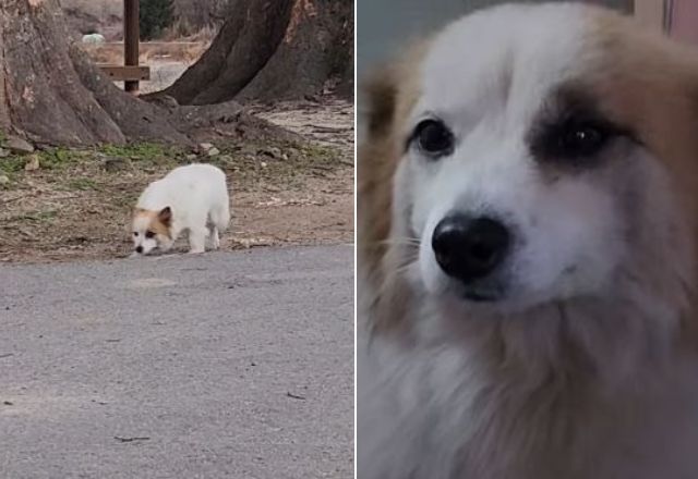 Cachorro que perdeu a família em acidente de avião é resgatado na Coreia do Sul