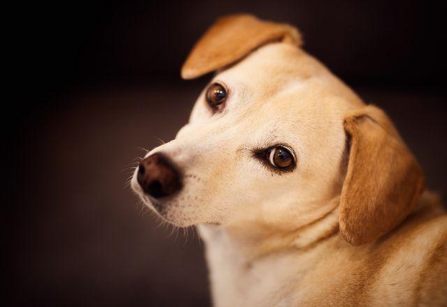 Multa mínima para crimes contra animais é elevada para R$ 10 mil Multa mínima para crimes contra animais é elevada para R$ 10 mil
