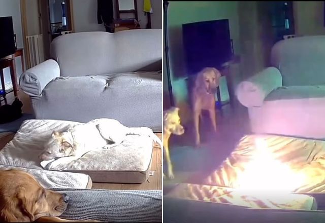 Cachorro causa incêndio ao mastigar carregador portátil | Reprodução