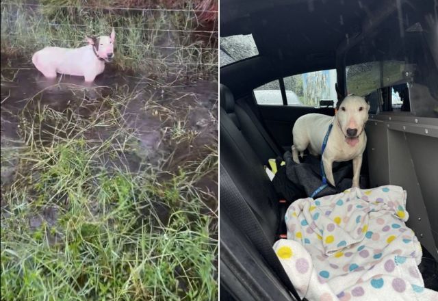 Cachorro deixado para trás durante passagem do furacão Milton é resgatado na Flórida | Reprodução/X
